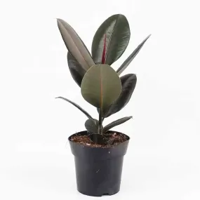 30 - 40cm Ficus abidjan Rubber Plant 12cm Pot House Plant